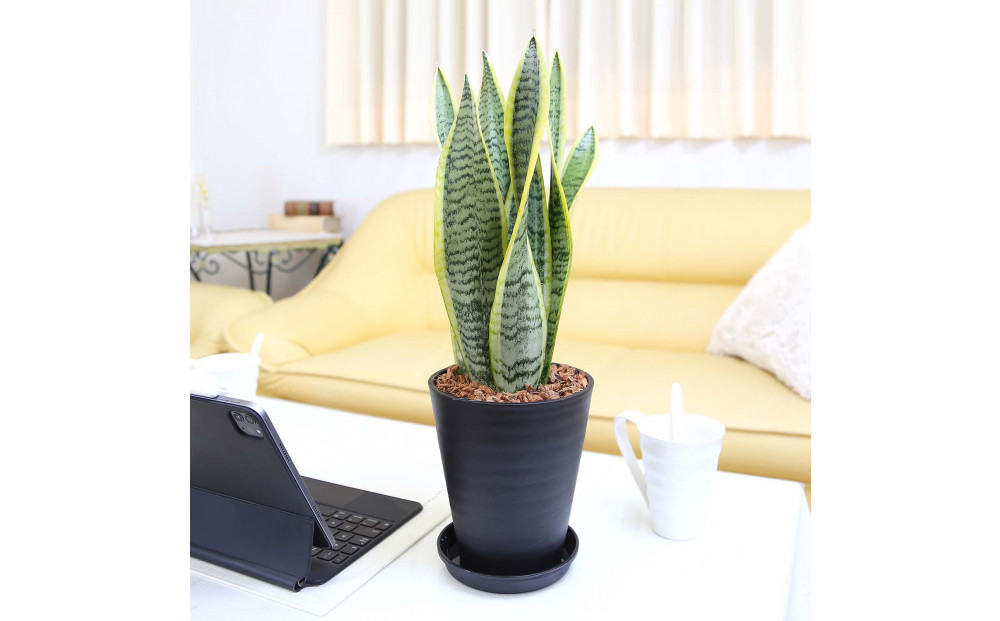 《先行予約》【観葉植物】サンスベリア 5号 ブラック丸プラスチック鉢 土の表面:ウッドチップ｜観葉植物 インテリア 部屋 おしゃれ 福岡県筑前町 送料無料