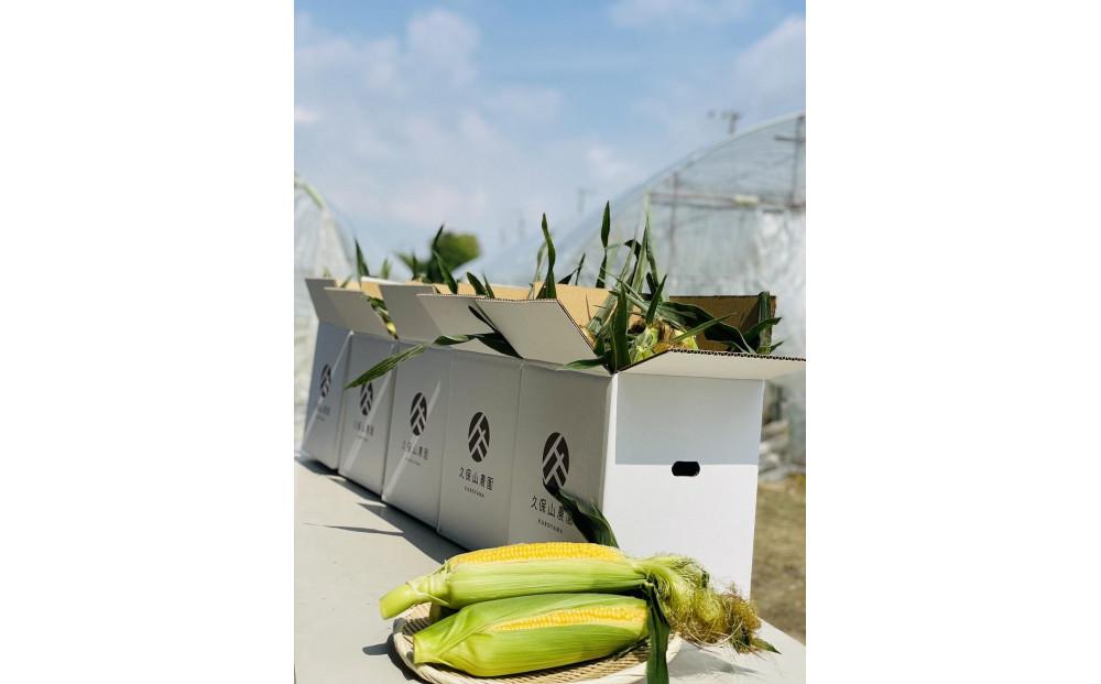 ＜2025年6月発送＞【完熟メロンのように甘い】朝採り!スイートコーン　約4kg（8～10本）【プレゼントにもオススメ】