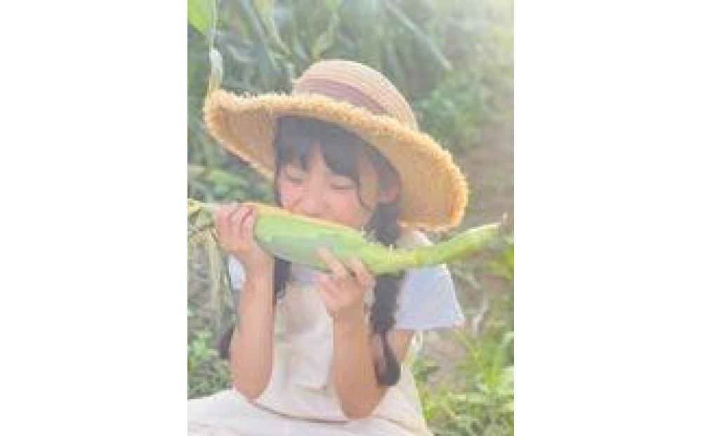 ＜2025年6月発送＞完熟メロンのように甘い朝採り!スイートコーン約5本　ちょっと食べてみたい方におすすめ!(約2kg)