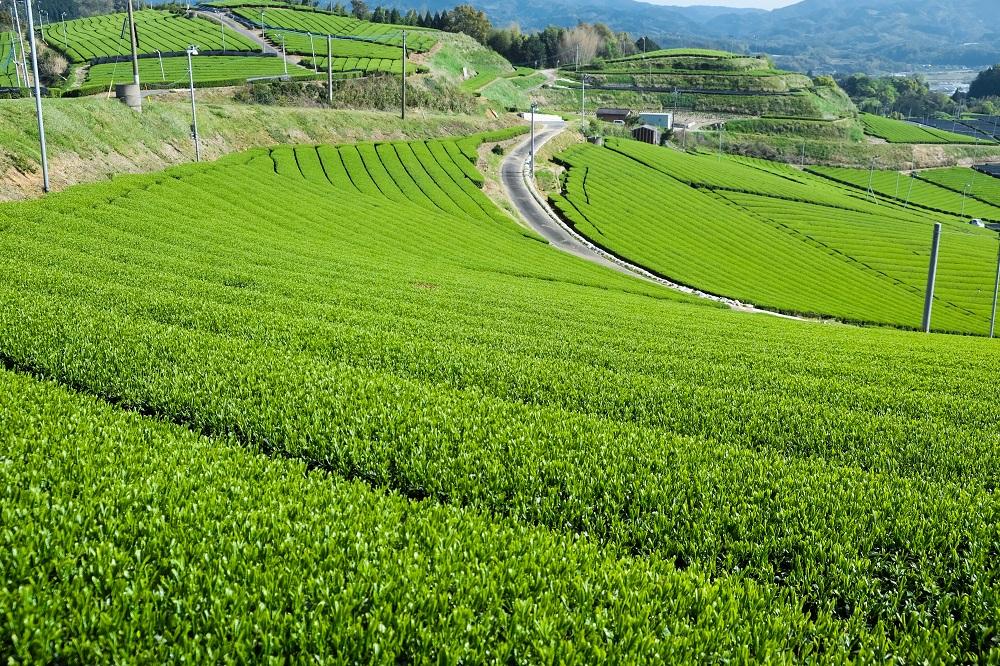 許斐本家14代目おススメ４本飲み比べ徳用セット（玉露白折・かぶせ茶・煎茶白折・煎茶）【八女茶老舗　創業300年余】（ご自宅用）