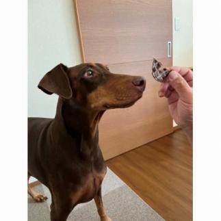 犬用おやつ手作り国産馬肉ジャーキー(50g×4袋)