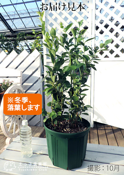 ブルーベリー 『 ラビットアイ系 2品種 植え 』 8号スリット鉢 【 ブルーベリーの肥料セット】