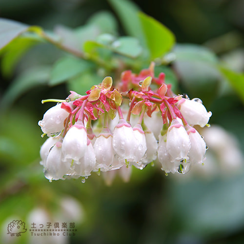 ブルーベリー 『 サザンハイブッシュ系 2品種 植え 』 8号スリット鉢 【 ブルーベリーの肥料 セット！】