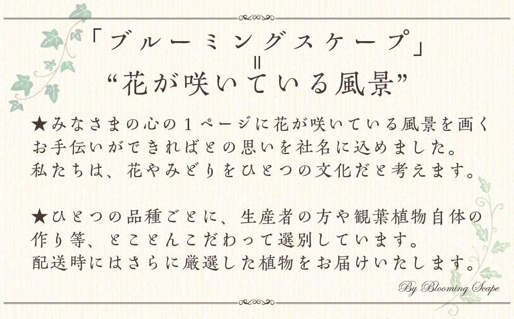 《先行予約》【観葉植物】土を使わないで清潔なミニ観葉植物 ゼオライト植え・ガラス鉢 スクエア形 2鉢セット（パキラとサンスベリア）｜観葉植物 インテリア 部屋 おしゃれ 福岡県筑前町 送料無料