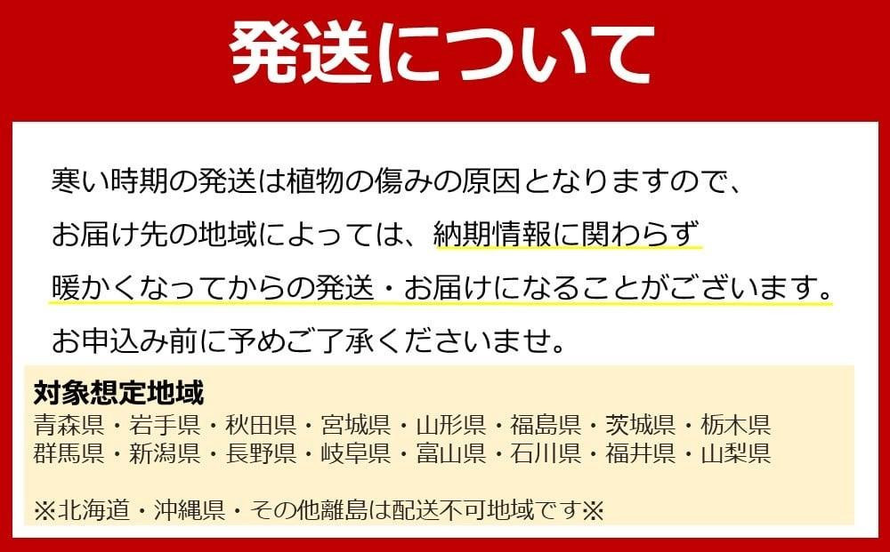 《先行予約》【観葉植物】土を使わないで清潔なミニ観葉植物 ゼオライト植え・ガラス鉢 スクエア形 2鉢セット（サンスベリア）｜観葉植物 インテリア 部屋 おしゃれ 福岡県筑前町 送料無料