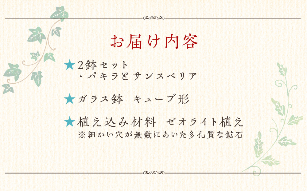 【観葉植物】土を使わないで清潔なミニ観葉植物 ゼオライト植え・ガラス鉢 キューブ形 2鉢セット（パキラとサンスベリア）｜観葉植物 インテリア 部屋 おしゃれ 福岡県筑前町 送料無料