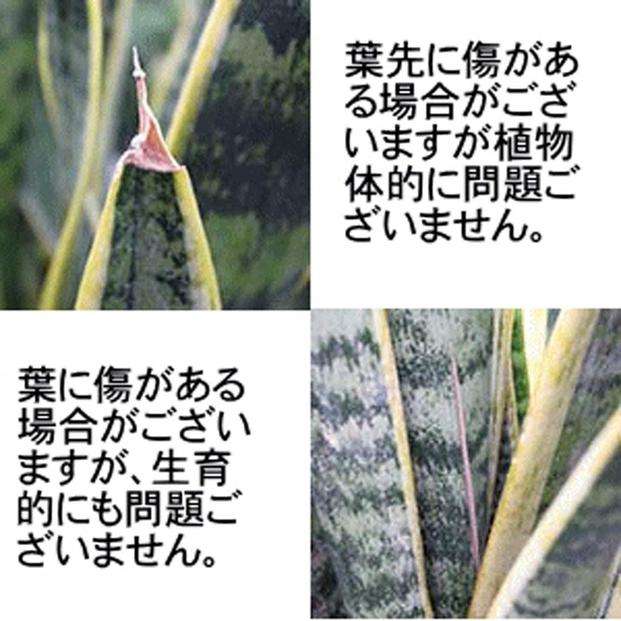 《先行予約》【観葉植物】サンスベリア 5号 ホワイトスクエアプラスチック鉢 土の表面:ウッドチップ｜観葉植物 インテリア 部屋 おしゃれ 福岡県筑前町 送料無料