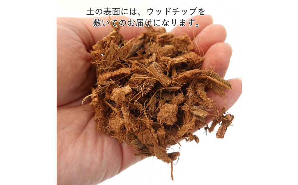《先行予約》【観葉植物】サンスベリア 5号 ブラックスクエアプラスチック鉢 土の表面:ウッドチップ｜観葉植物 インテリア 部屋 おしゃれ 福岡県筑前町 送料無料