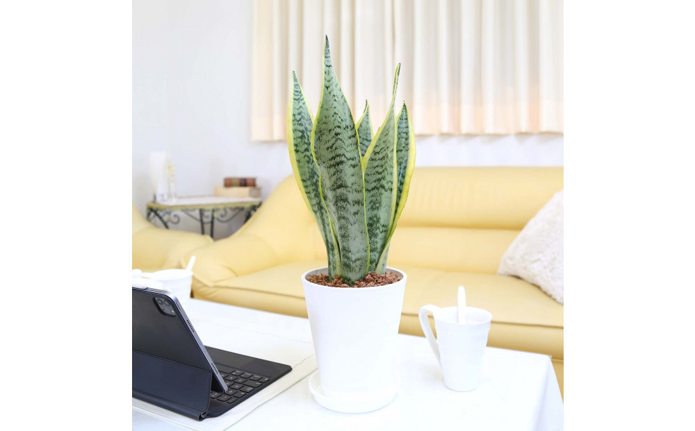 《先行予約》【観葉植物】サンスベリア 5号 ホワイト丸プラスチック鉢 土の表面:ウッドチップ｜観葉植物 インテリア 部屋 おしゃれ 福岡県筑前町 送料無料