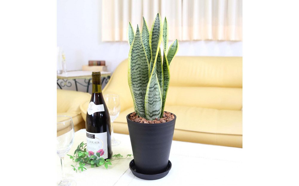 《先行予約》【観葉植物】サンスベリア 5号 ブラック丸プラスチック鉢 土の表面:ウッドチップ｜観葉植物 インテリア 部屋 おしゃれ 福岡県筑前町 送料無料