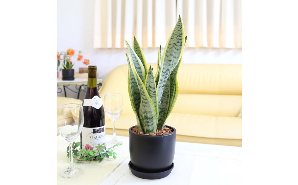 《先行予約》【観葉植物】サンスベリア 5号 ブラック丸プラスチック鉢（Bowl）土の表面:ウッドチップ｜観葉植物 インテリア 部屋 おしゃれ 福岡県筑前町 送料無料