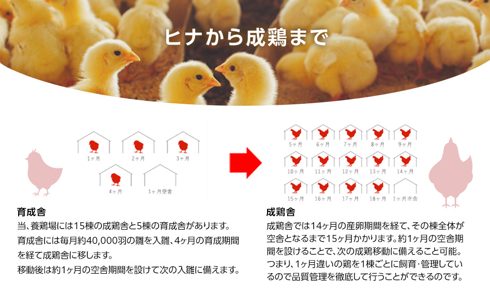 【年内発送】ヒラノのたまご【輝黄卵(きおうらん)】赤Mサイズ10kg(160個前後)