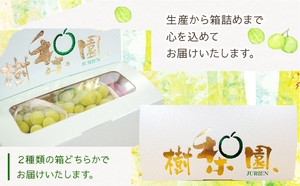 ＜期間限定！～12月31日まで寄附額改定＞【2026年先行予約】シャインマスカット約1kg（2房）【筑前町産】