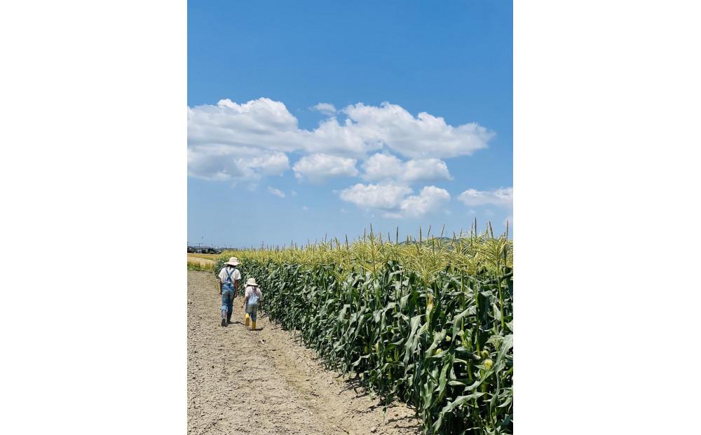＜2025年6月発送＞完熟メロンのように甘い朝採り!スイートコーン約5本　ちょっと食べてみたい方におすすめ!(約2kg)
