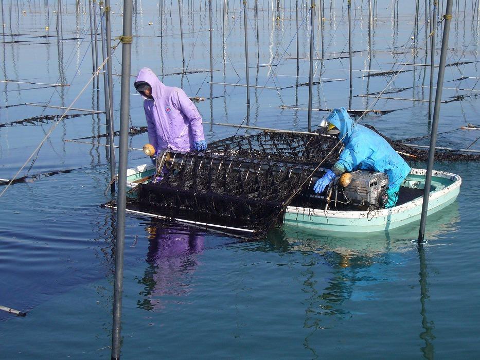 有明海産一番摘み　自慢の味海苔2本(10切80枚)＆自慢の明太子風味海苔2本(8切80枚)　計4本セット(計320枚）