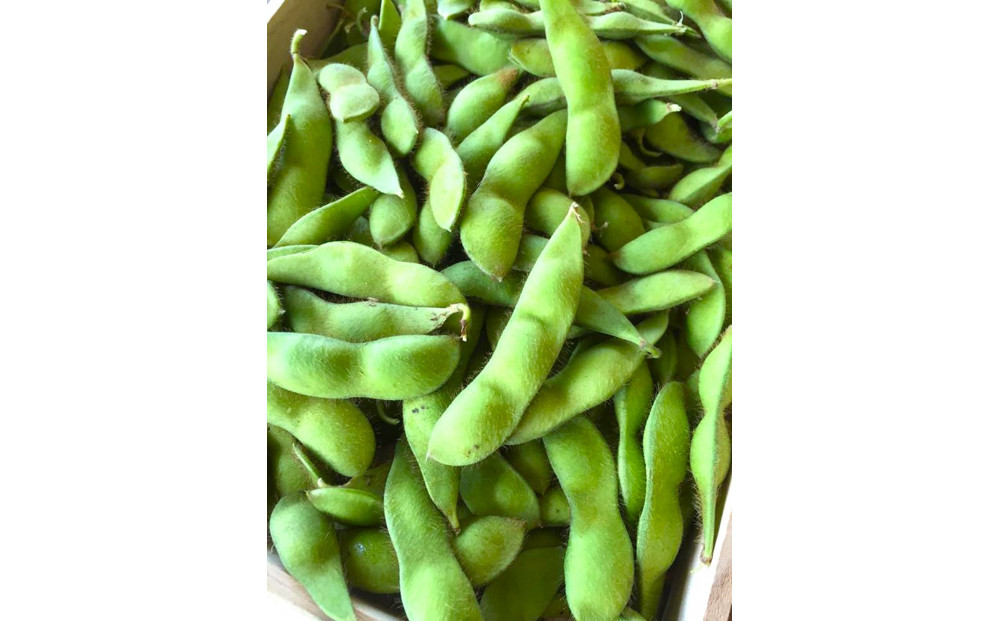 筑前クロダマルの枝付枝豆　約4kg　