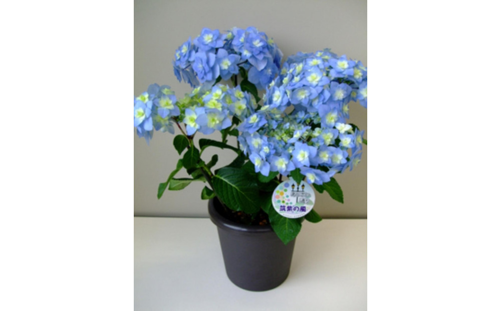 福岡県育種開発のあじさい【筑紫の風】鉢植え　5.5号鉢