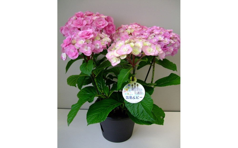 福岡県育種開発のあじさい【筑紫ルビー】鉢植え　5.5号鉢