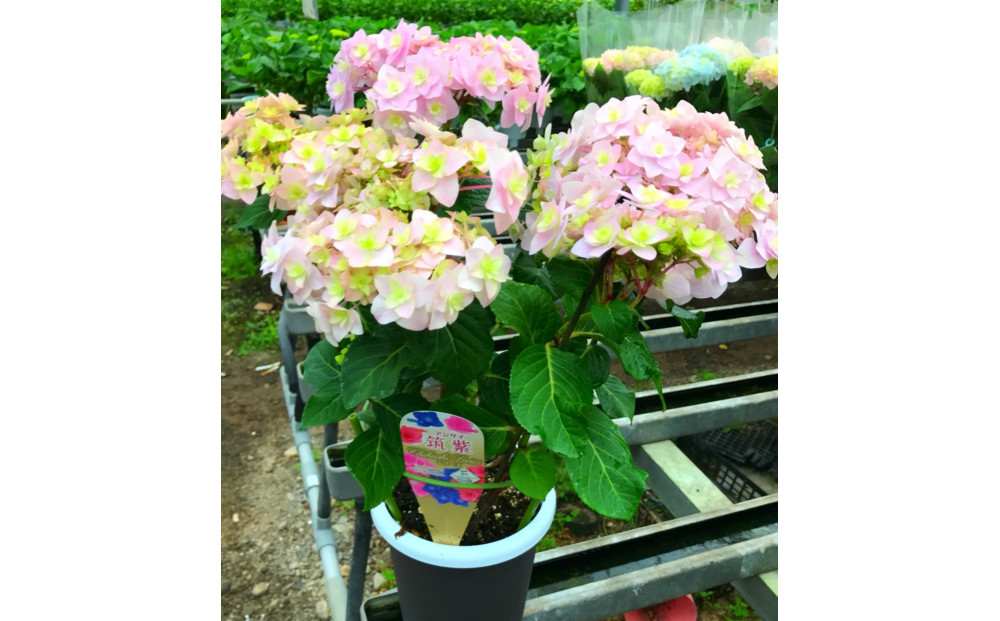福岡県育種開発のあじさい【筑紫恋風】鉢植え　5.5号鉢