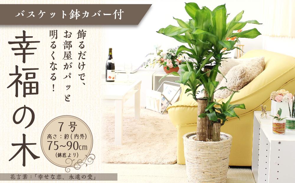 【観葉植物】幸福の木 7号 ホワイトバスケット鉢カバー 高さ：約75cm～90cm内外(鉢底より) 土の表面：ウッドチップ ｜観葉植物 インテリア 部屋 おしゃれ 福岡県筑前町 送料無料