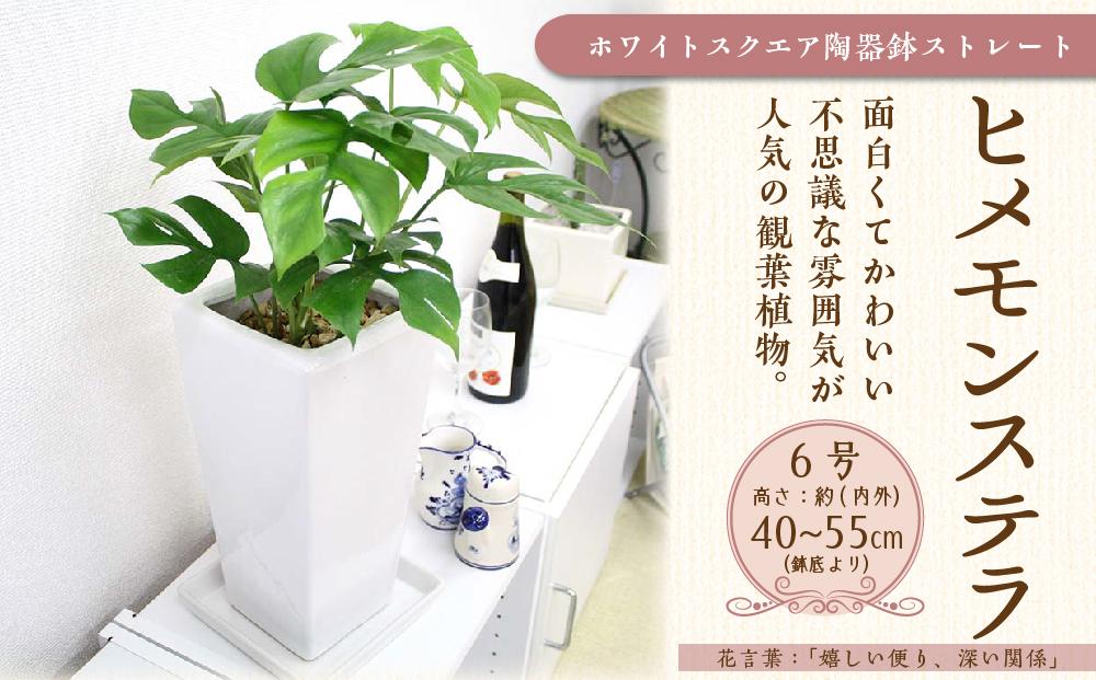 《先行予約》【観葉植物】ヒメモンステラ 6号 ホワイトスクエア陶器鉢 ストレート ｜観葉植物 インテリア 部屋 おしゃれ 福岡県筑前町 送料無料