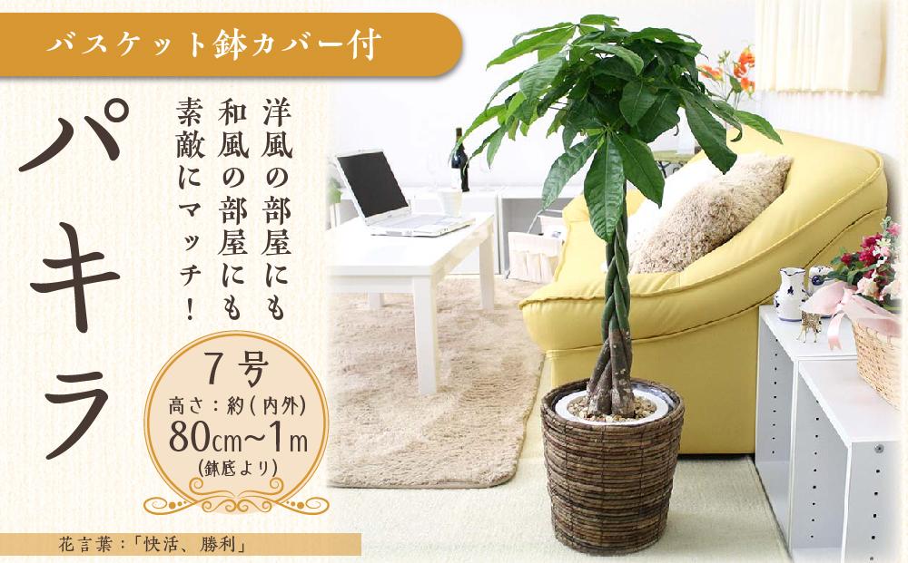 【観葉植物】パキラ 7号 ブラウンバスケット鉢カバー 高さ：約80cm～1m内外(鉢底より) ｜観葉植物 インテリア 部屋 おしゃれ 福岡県筑前町 送料無料