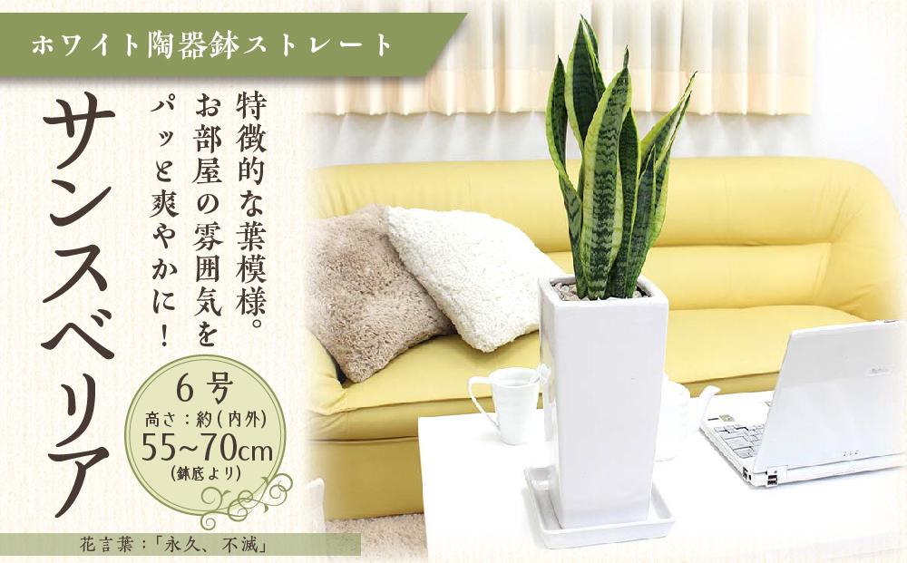 【観葉植物】サンスベリア ホワイト陶器鉢 6号 ストレート 高さ：約55～70cm ｜観葉植物 インテリア 部屋 おしゃれ 福岡県筑前町 送料無料
