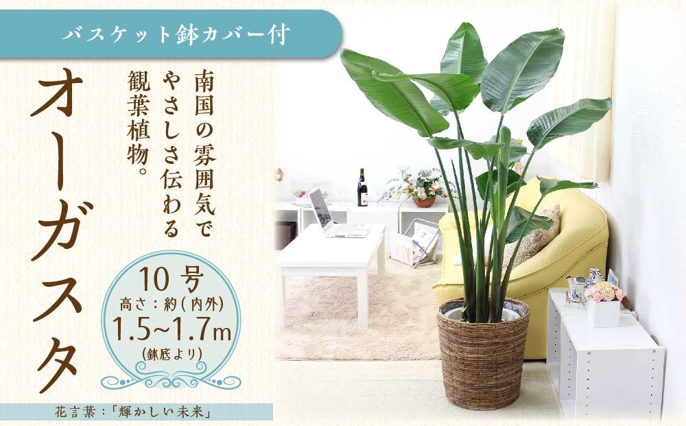 《先行予約》【観葉植物】オーガスタ 10号 ブラウンバスケット鉢カバー 土の表面:ウッドチップ｜観葉植物 インテリア 部屋 おしゃれ 福岡県筑前町 送料無料