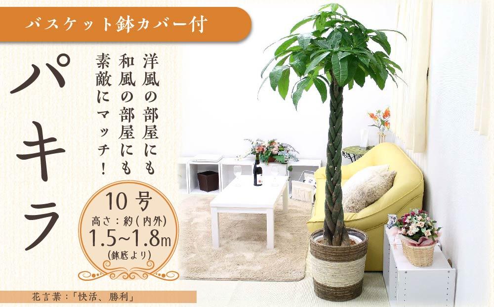 《先行予約》【観葉植物】パキラ 10号 ストライプバスケット鉢カバー 土の表面:ウッドチップ｜観葉植物 インテリア 部屋 おしゃれ 福岡県筑前町 送料無料