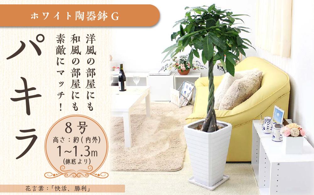 《先行予約》【観葉植物】パキラ 8号 ホワイト陶器鉢 G 高さ:約1m～1.3m内外(鉢底より) ｜観葉植物 インテリア 部屋 おしゃれ 福岡県筑前町 送料無料