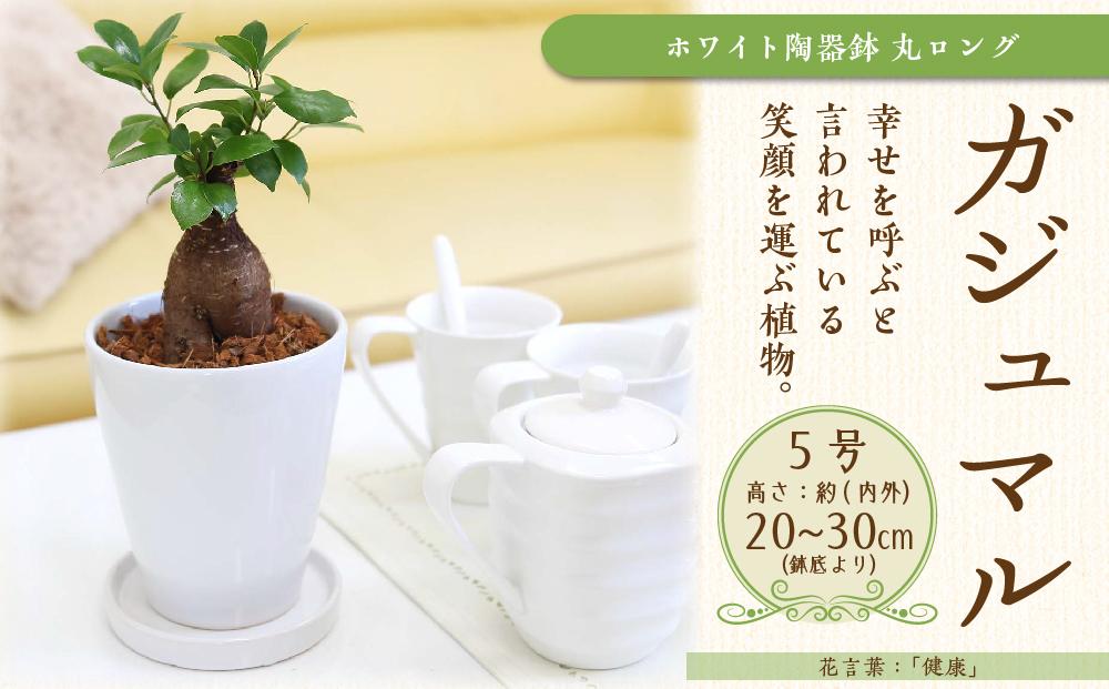 【観葉植物】幸せを見守る樹 ガジュマル 5号 ホワイト陶器鉢 丸ロング 土の表面:ウッドチップ ｜観葉植物 インテリア 部屋 おしゃれ 福岡県筑前町 送料無料