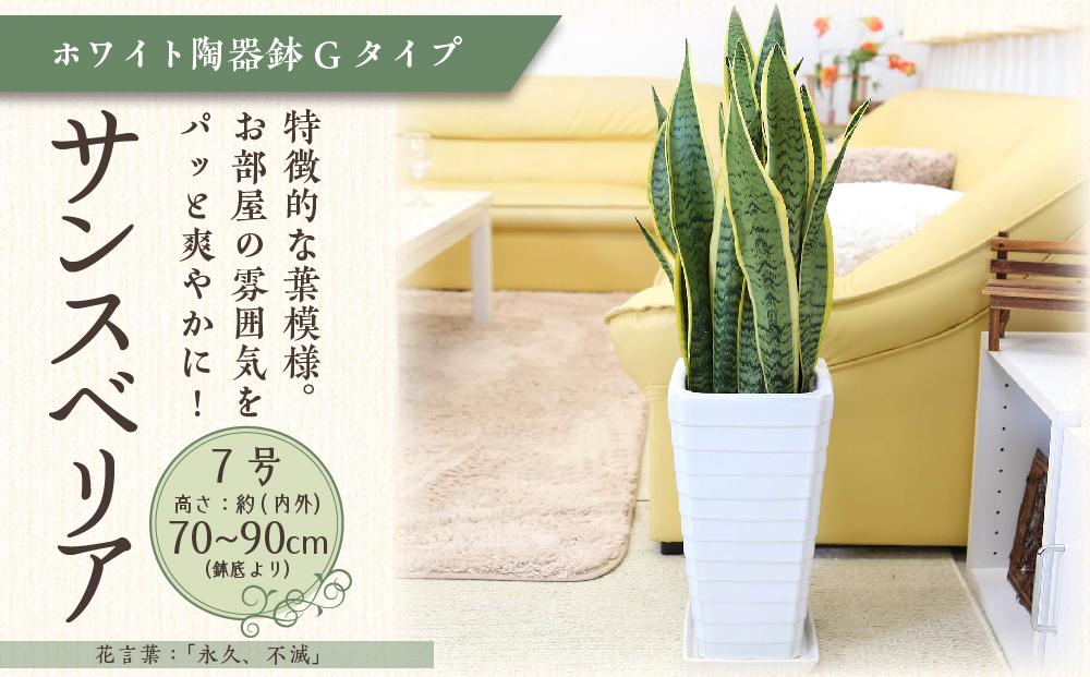 【観葉植物】サンスベリア 7号 ホワイト陶器鉢 Gタイプ 高さ:約70～ 90cm 土の表面：ウッドチップ ｜観葉植物 インテリア 部屋 おしゃれ 福岡県筑前町 送料無料