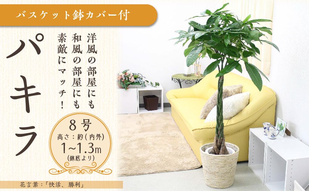 《先行予約》【観葉植物】パキラ 8号 ホワイトバスケット鉢カバー 土の表面:ウッドチップ ｜観葉植物 インテリア 部屋 おしゃれ 福岡県筑前町 送料無料
