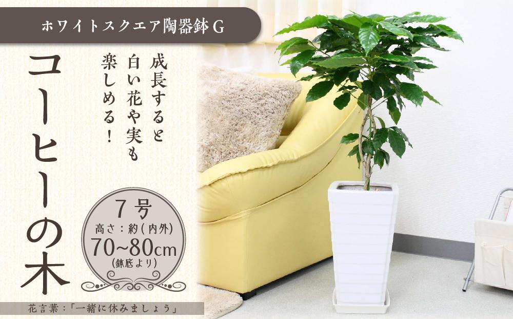 《先行予約》【観葉植物】コーヒーの木 7号 ホワイトスクエア陶器G 土の表面:ウッドチップ ｜観葉植物 インテリア 部屋 おしゃれ 福岡県筑前町 送料無料
