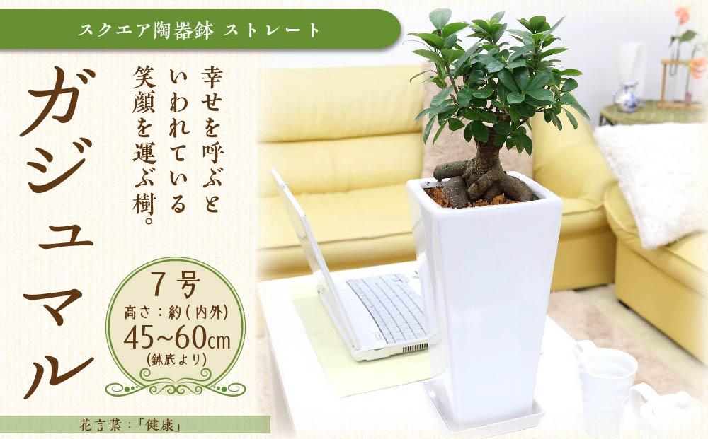 《先行予約》【観葉植物】幸せを見守る樹 ガジュマル 7号 スクエア陶器鉢 ストレート 高さ:約45cm～60cm内外 ｜観葉植物 インテリア 部屋 おしゃれ 福岡県筑前町 送料無料