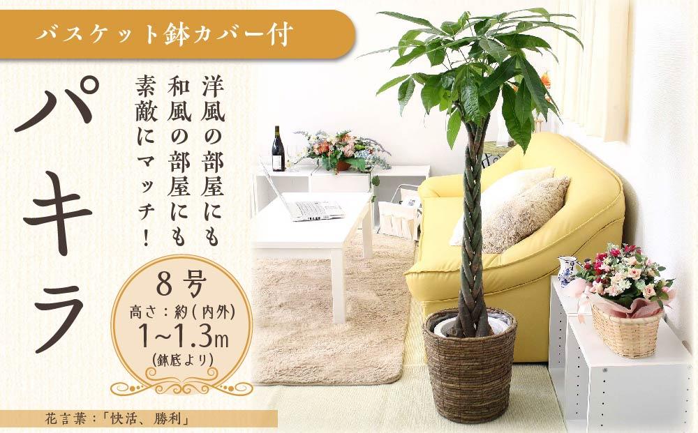 《先行予約》【観葉植物】パキラ 8号 ブラウンバスケット鉢カバー 土の表面:ウッドチップ ｜観葉植物 インテリア 部屋 おしゃれ 福岡県筑前町 送料無料