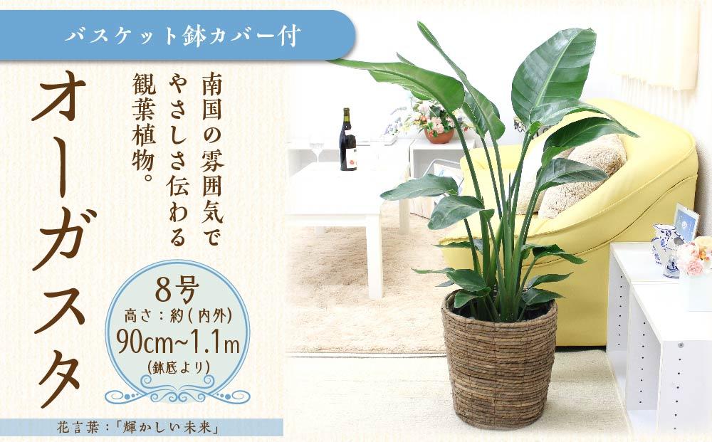 【観葉植物】オーガスタ 8号 ブラウンバスケット鉢カバー 土の表面：ウッドチップ｜観葉植物 インテリア 部屋 おしゃれ 福岡県筑前町 送料無料