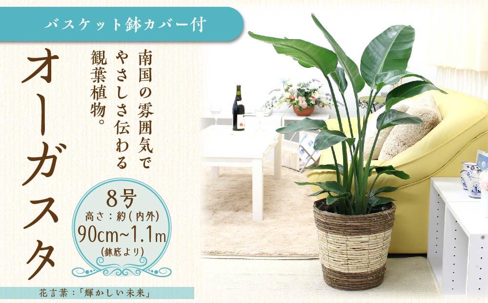 【観葉植物】オーガスタ 8号 ストライプバスケット鉢カバー 土の表面：ウッドチップ ｜観葉植物 インテリア 部屋 おしゃれ 福岡県筑前町 送料無料