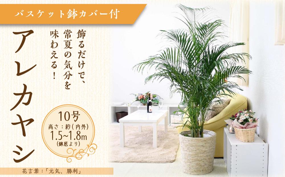 《先行予約》【観葉植物】アレカヤシ 10号 ホワイトバスケット鉢カバー 土の表面:ウッドチップ ｜観葉植物 インテリア 部屋 おしゃれ 福岡県筑前町 送料無料