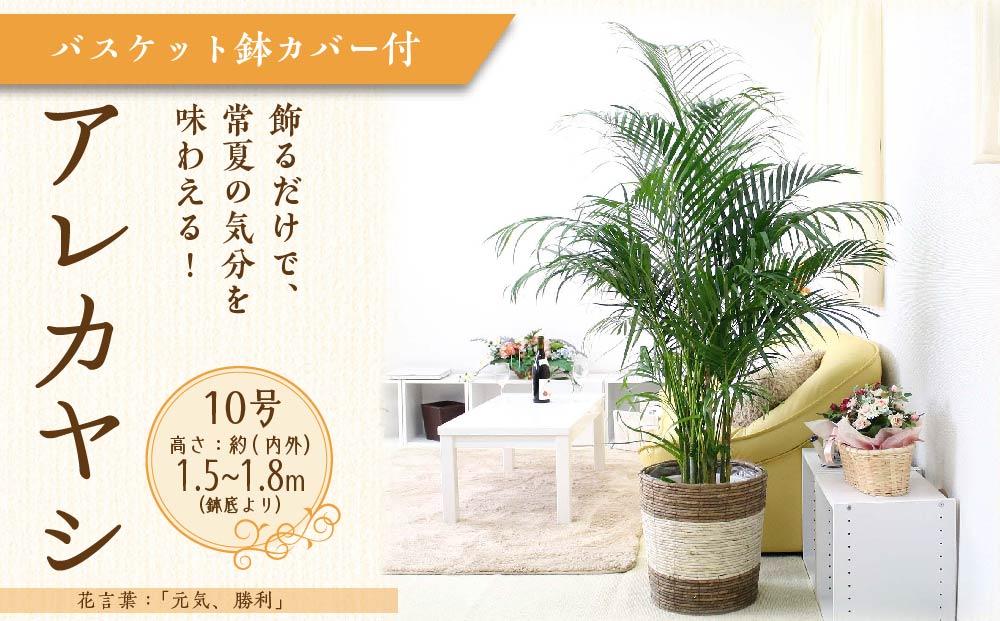 《先行予約》【観葉植物】アレカヤシ 10号 ストライプバスケット鉢カバー 土の表面:ウッドチップ ｜観葉植物 インテリア 部屋 おしゃれ 福岡県筑前町 送料無料