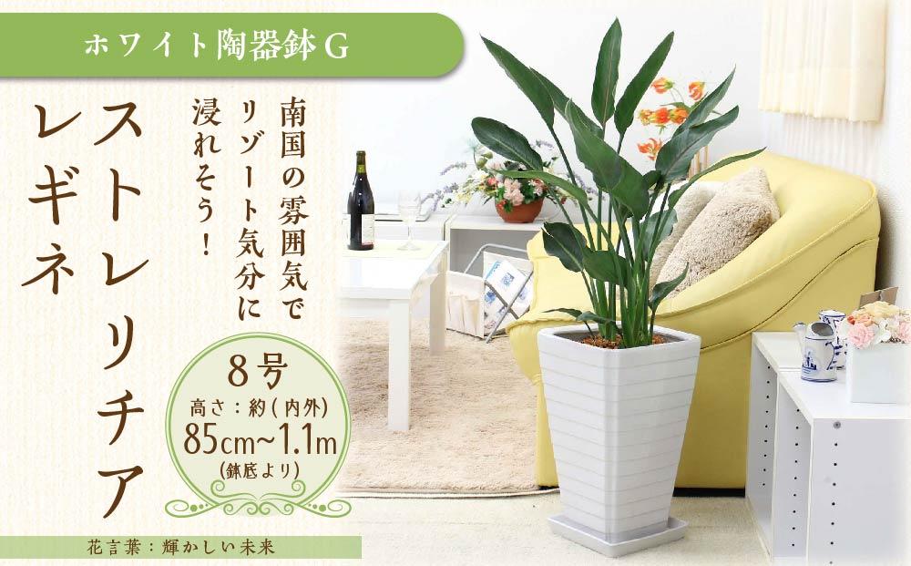 《先行予約》【観葉植物】ストレリチア レギネ 8号 ホワイト陶器鉢 G｜観葉植物 インテリア 部屋 おしゃれ 福岡県筑前町 送料無料