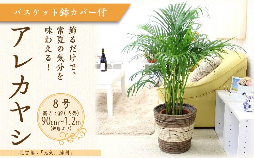 《先行予約》【観葉植物】アレカヤシ 8号 ストライプバスケット鉢カバー 土の表面:ウッドチップ ｜観葉植物 インテリア 部屋 おしゃれ 福岡県筑前町 送料無料