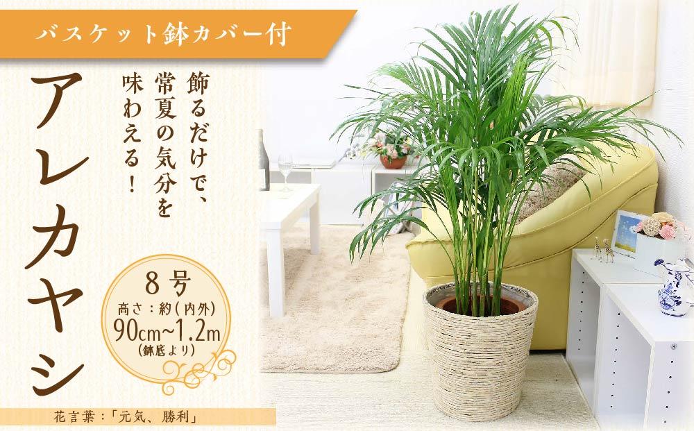 《先行予約》【観葉植物】アレカヤシ 8号 ホワイトバスケット鉢カバー 土の表面:ウッドチップ ｜観葉植物 インテリア 部屋 おしゃれ 福岡県筑前町 送料無料