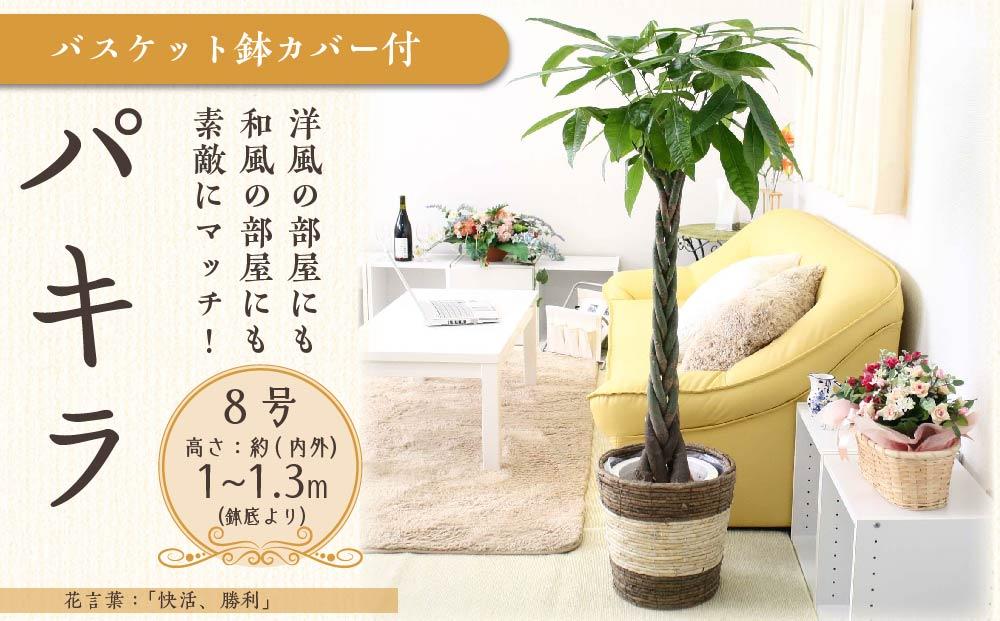 《先行予約》【観葉植物】パキラ 8号 ストライプバスケット鉢カバー 土の表面:ウッドチップ ｜観葉植物 インテリア 部屋 おしゃれ 福岡県筑前町 送料無料