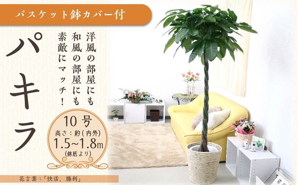 《先行予約》【観葉植物】パキラ 10号 ホワイトバスケット鉢カバー 土の表面:ウッドチップ｜観葉植物 インテリア 部屋 おしゃれ 福岡県筑前町 送料無料