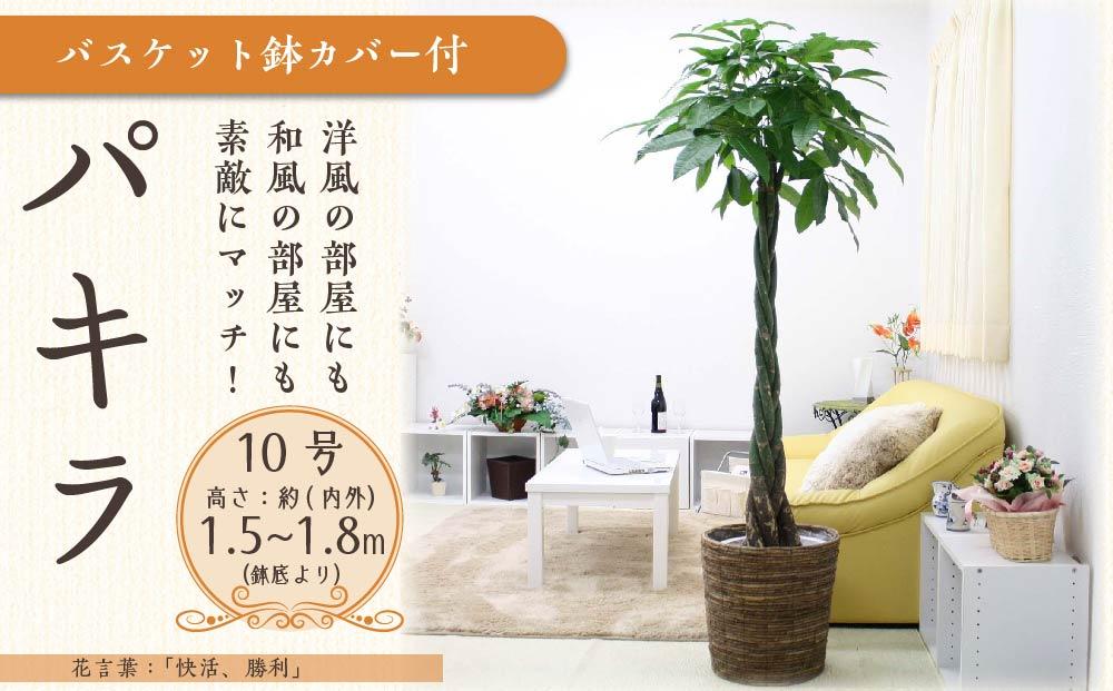《先行予約》【観葉植物】パキラ 10号 ブラウンバスケット鉢カバー 土の表面:ウッドチップ｜観葉植物 インテリア 部屋 おしゃれ 福岡県筑前町 送料無料