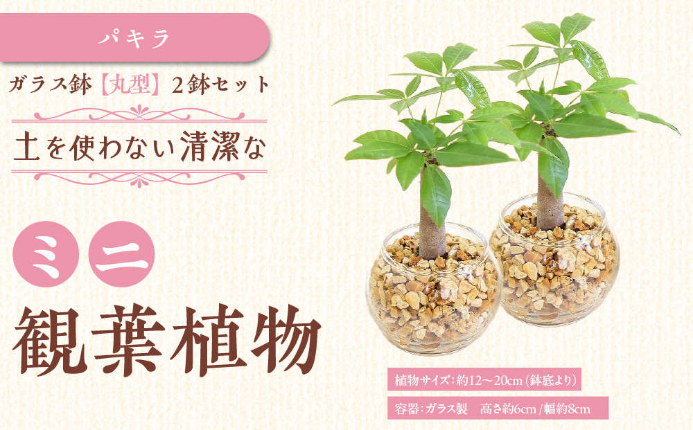 《先行予約》【観葉植物】土を使わないで清潔なミニ観葉植物 ゼオライト植え・ガラス鉢 丸形 2鉢セット（パキラ）｜観葉植物 インテリア 部屋 おしゃれ 福岡県筑前町 送料無料