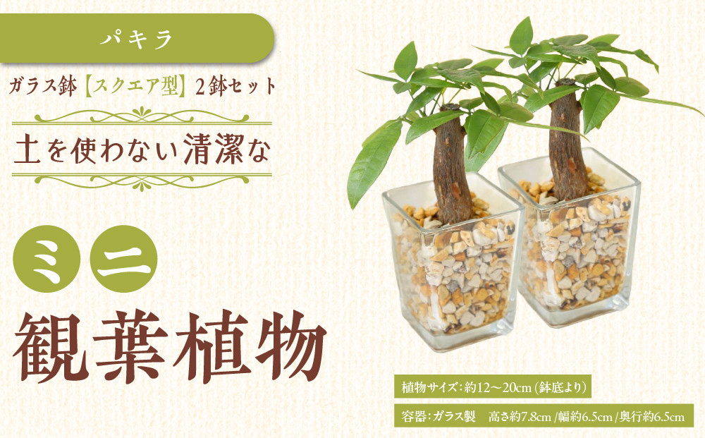 《先行予約》【観葉植物】土を使わないで清潔なミニ観葉植物 ゼオライト植え・ガラス鉢 スクエア形 2鉢セット（パキラ）｜観葉植物 インテリア 部屋 おしゃれ 福岡県筑前町 送料無料