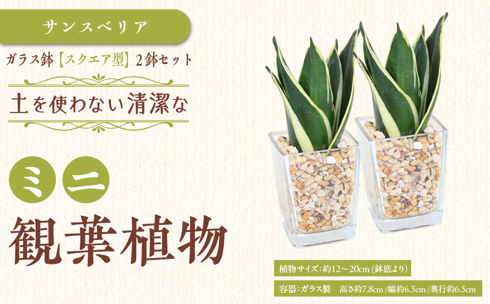 《先行予約》【観葉植物】土を使わないで清潔なミニ観葉植物 ゼオライト植え・ガラス鉢 スクエア形 2鉢セット（サンスベリア）｜観葉植物 インテリア 部屋 おしゃれ 福岡県筑前町 送料無料