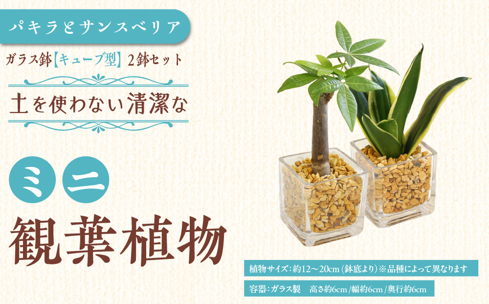 【観葉植物】土を使わないで清潔なミニ観葉植物 ゼオライト植え・ガラス鉢 キューブ形 2鉢セット（パキラとサンスベリア）｜観葉植物 インテリア 部屋 おしゃれ 福岡県筑前町 送料無料